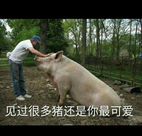 猪变成人搞笑视频大全,搞笑视频大盘点！