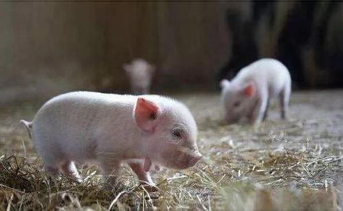 猪变成人搞笑视频大全,搞笑视频大盘点！