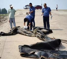 水怪上岸变成人类视频,揭秘人类与未知生物的神秘邂逅