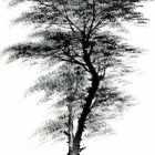 成人树木画法大全视频图片,从入门到精通的绘画教程解析