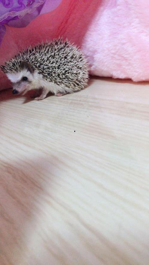 刺猬变成人形视频大全