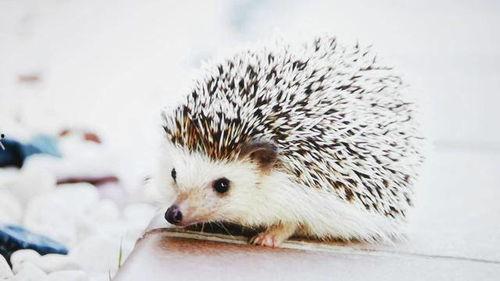 刺猬变成人形视频大全