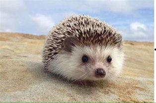 刺猬变成人形视频大全