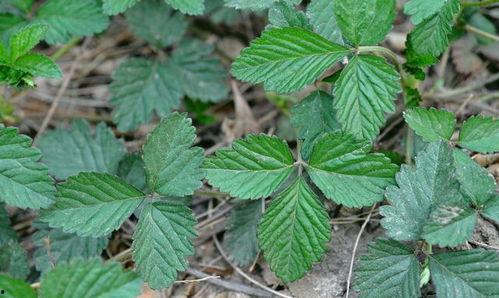 成人小视频草莓,成人小视频中的激情演绎