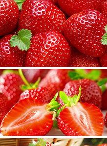 成人小视频草莓,成人小视频中的激情演绎